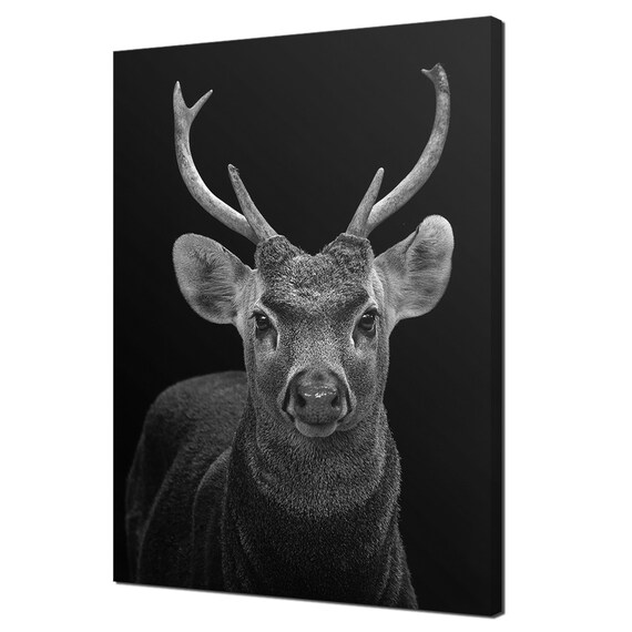 Stag Deer Portrait Black White Dramatic Dark Background Photo Poster