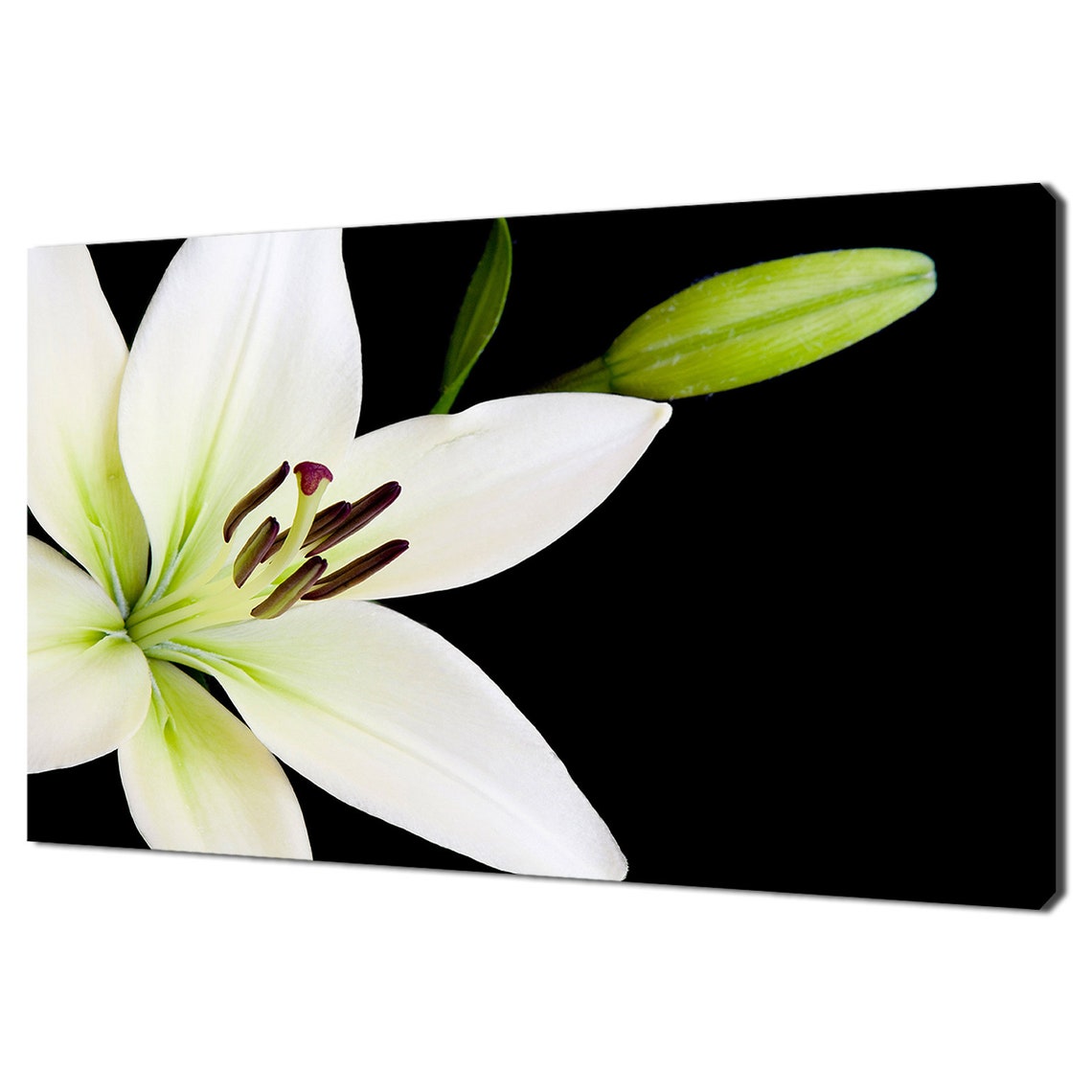 White Lily Flower Close Up Dark Black Background Botanical Art Print