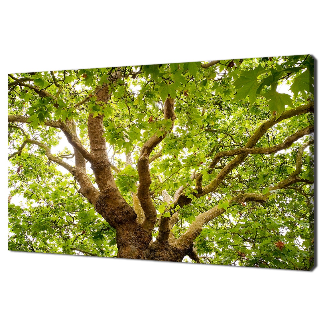 Old English Oak Tree Canopy Looking Up Green Summer Leaves Poster