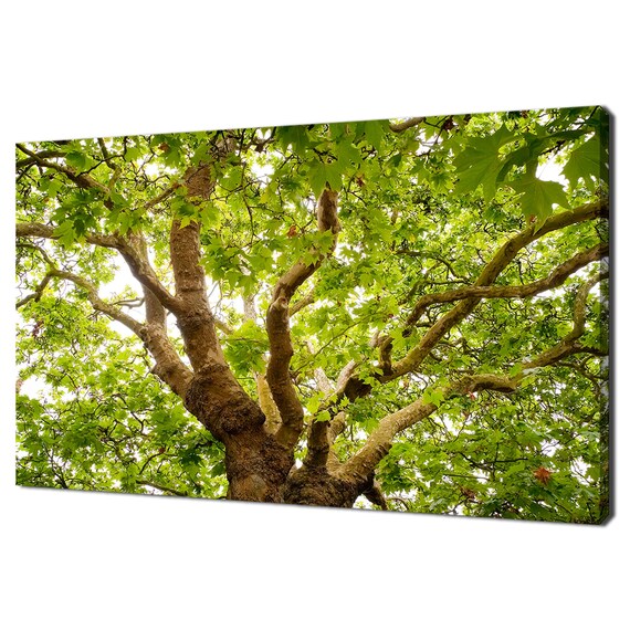 Old And Green English Oak Tree Modern Landscape Design Home Decor Print Wall Art Picture Wall Hanging