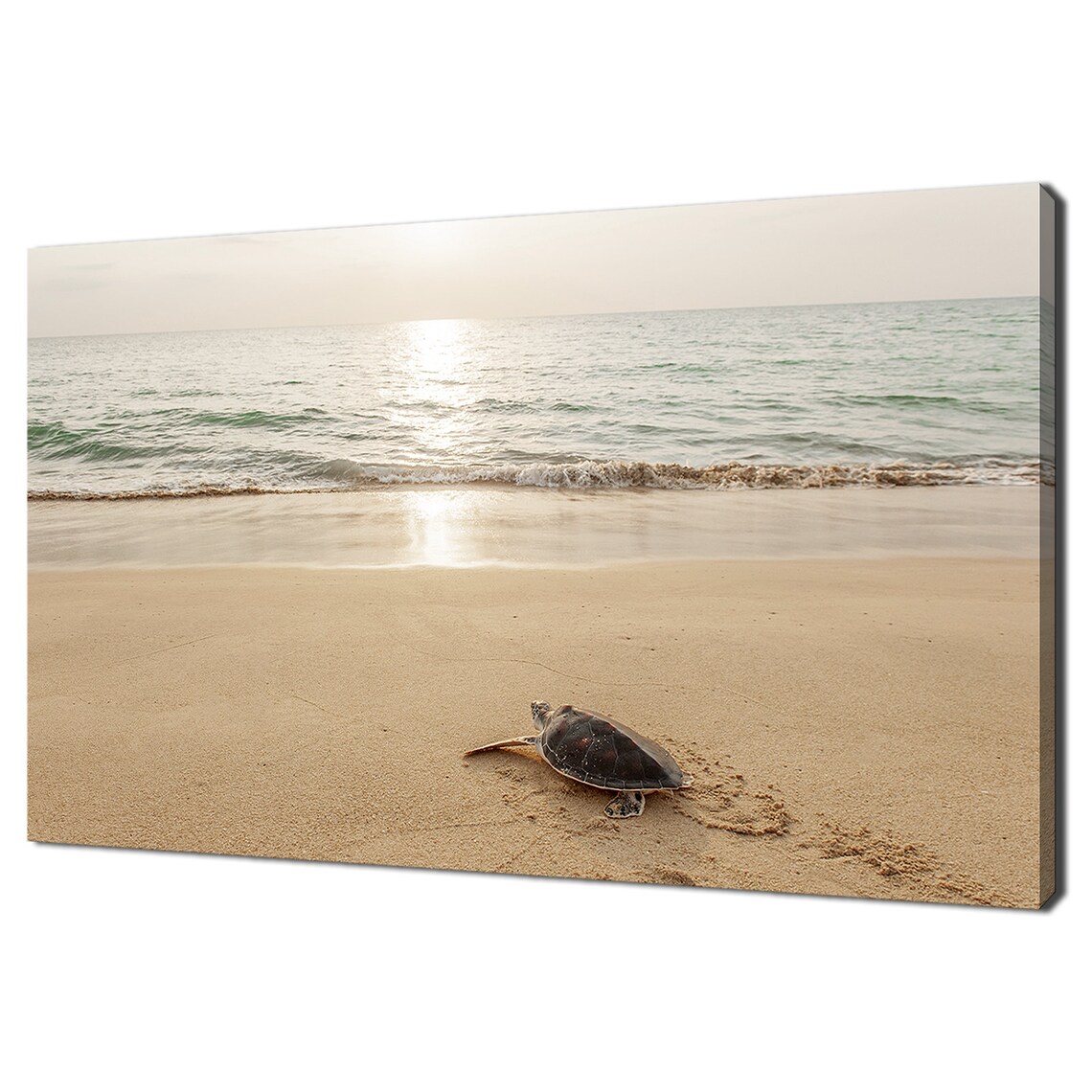 Baby Sea Turtle Crawling On Sandy Beach Toward Ocean Sunset Wildlife Print Poster
