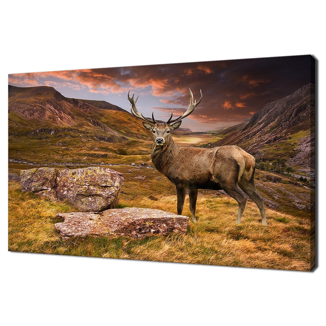 Red Deer Stag, Modern Design Art Print