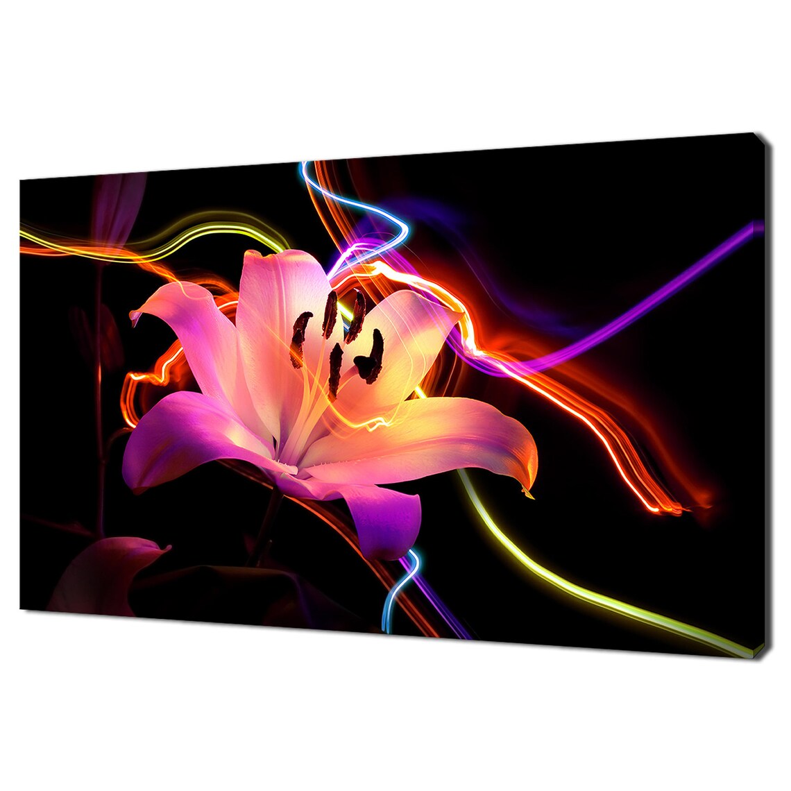Pink Lily Flower Neon Light Trails Dark Background Floral Art Print