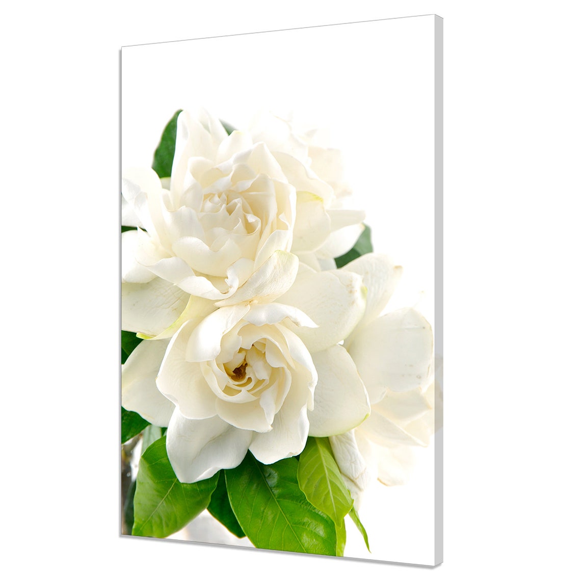 White Rose Blossoms Close Up Green Leaves Elegant Floral Photo Poster
