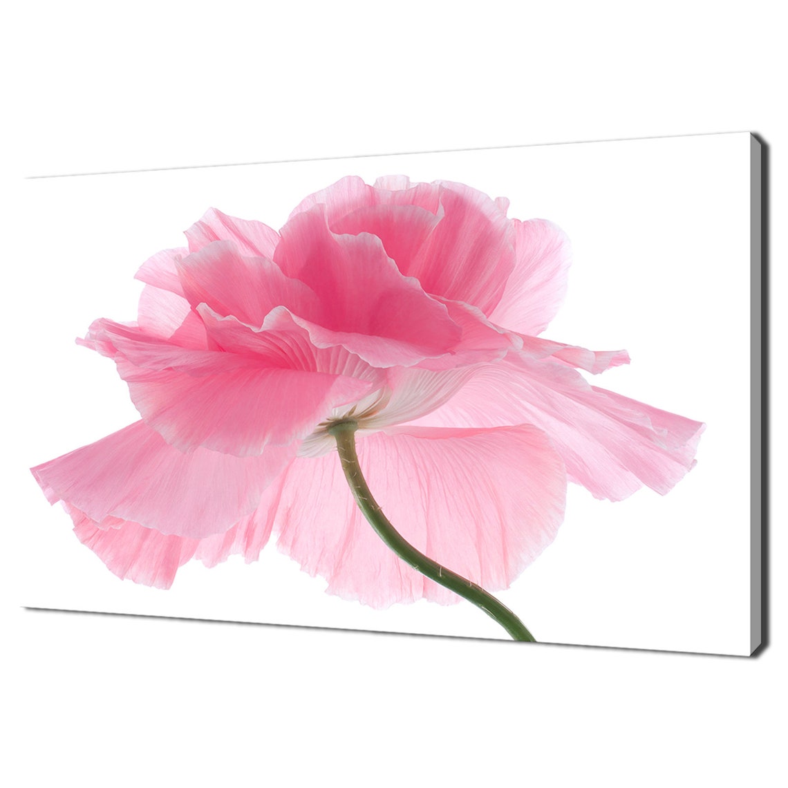 Beautiful Pink Poppy Flower In Bloom White Background Close Up Poster