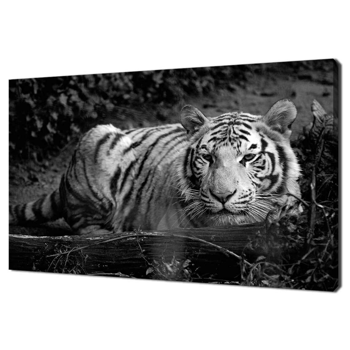 White Tiger by Log, Modern Design Wall Art Print