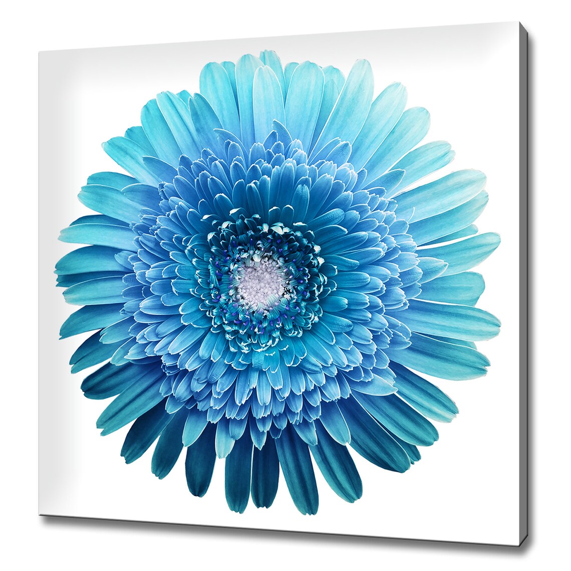 Blue Turquoise Gerbera Flower Minimal Modern Art Print
