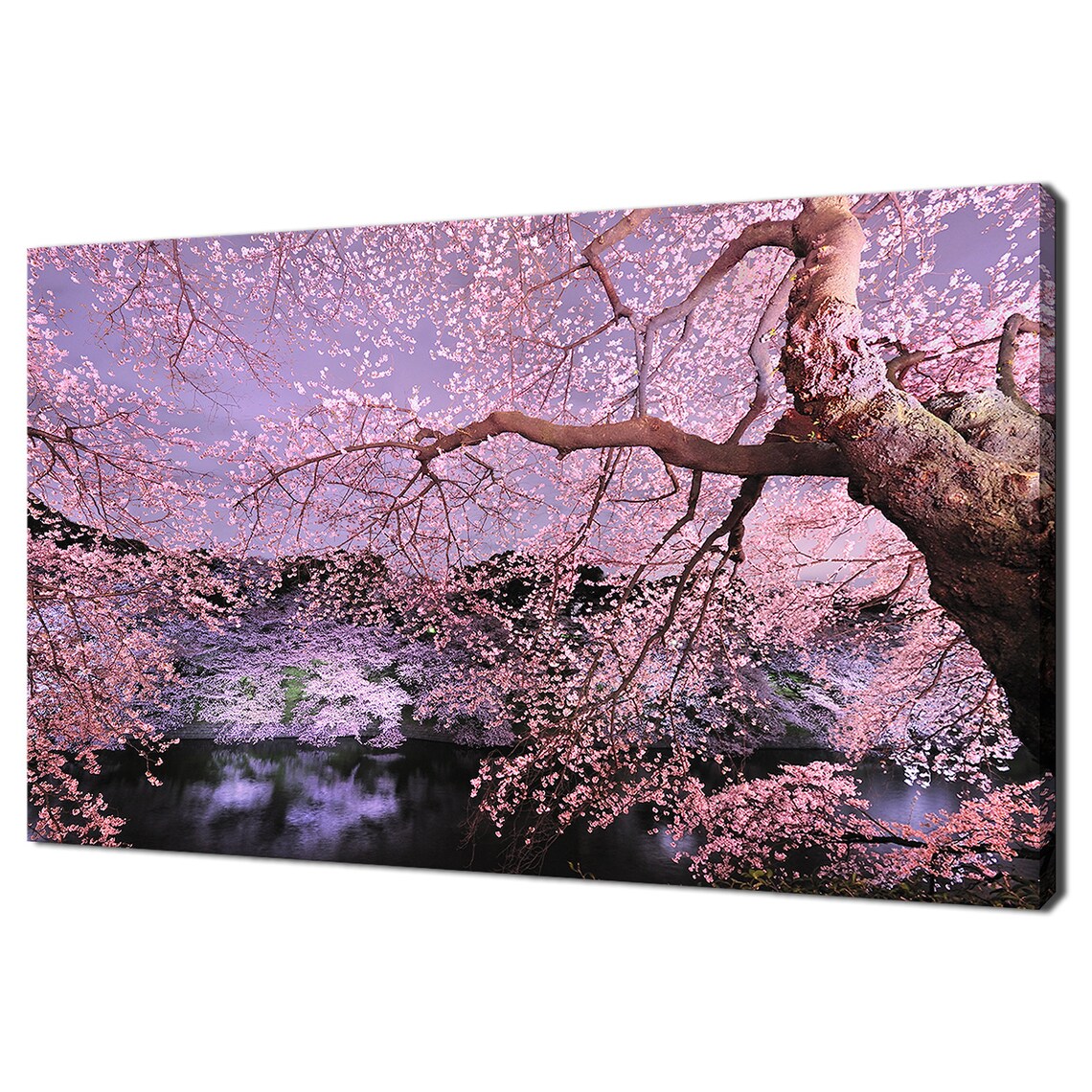 Pink Cherry Blossom Tree at Night, Japan Art Print