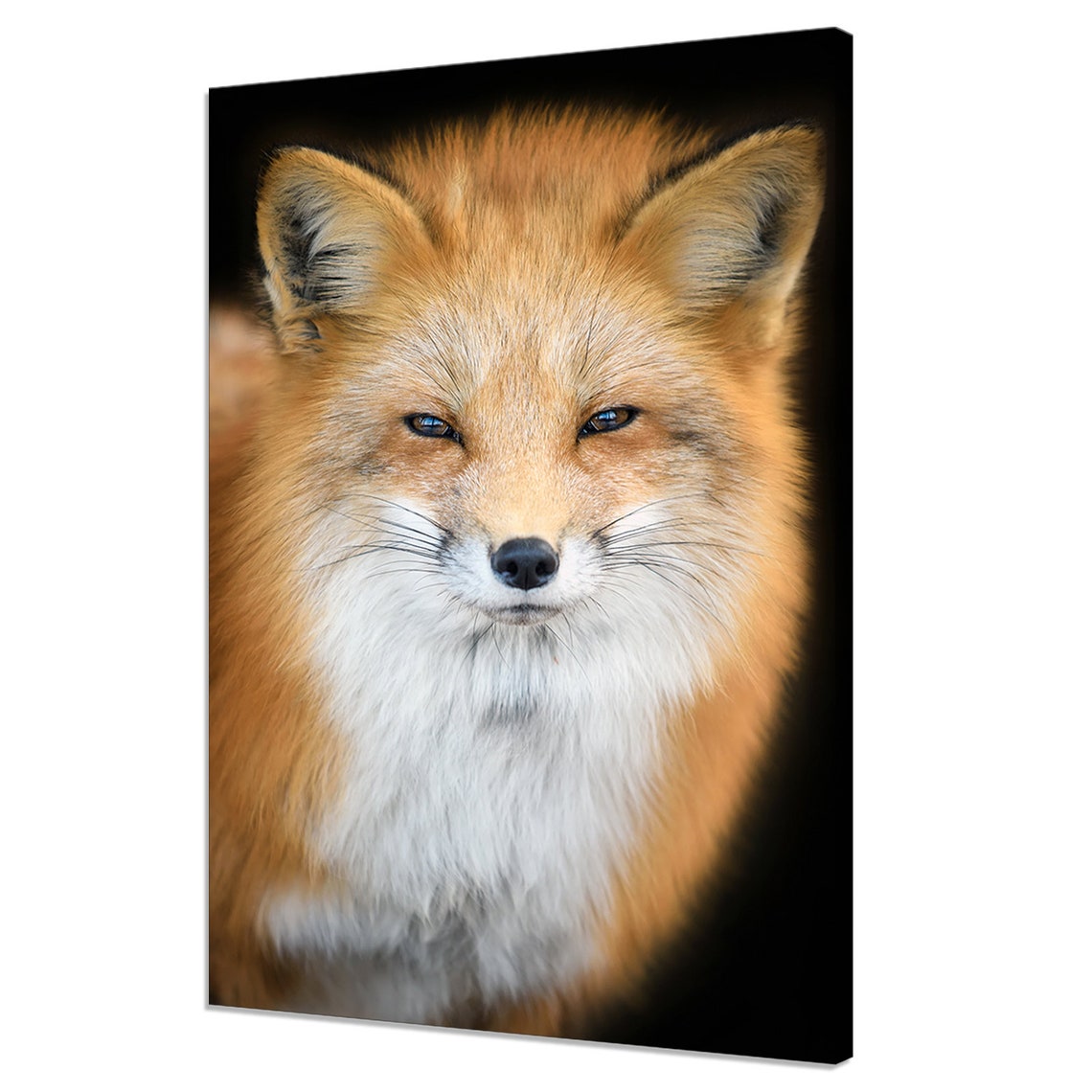 Red Fox Studio Portrait on Black Dramatic Wildlife Animal Photo Poster