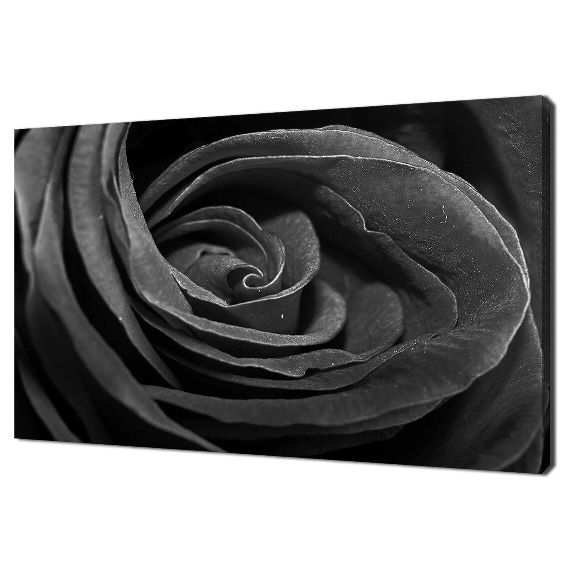 Black Rose Close Up Monochrome Flower Photography Modern Wall Art