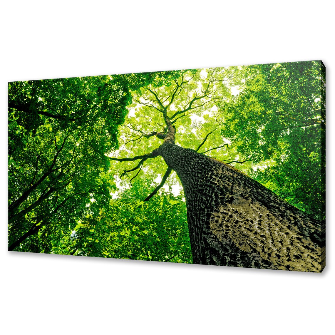 Looking Up Green Tree Nature Forest Art Print