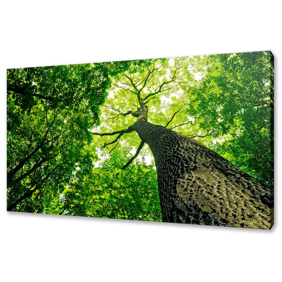 Looking Up Green Tree Nature Forest Art Print