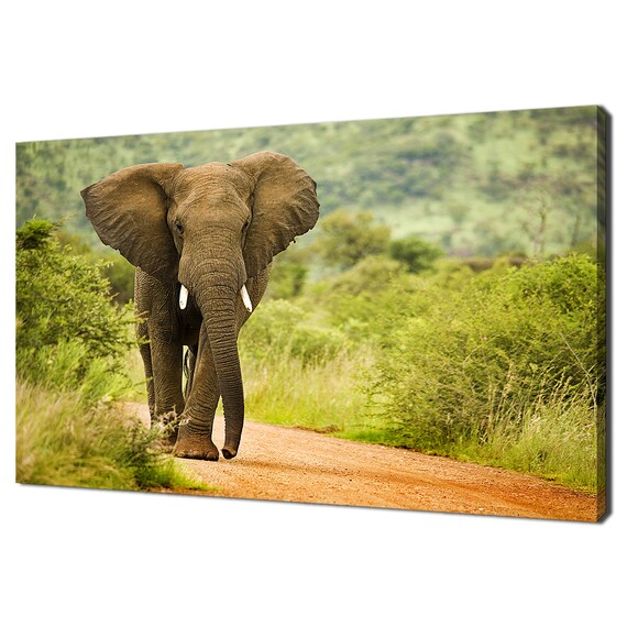 African Elephant Walking Red Sand Road Bush Wildlife Photo Poster
