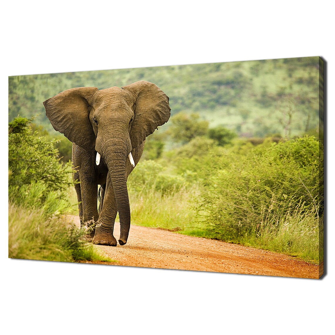 African Elephant Walking Red Sand Road Bush Wildlife Photo Poster