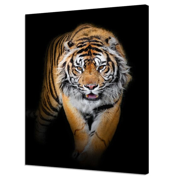 Majestic Tiger Walking Forward Dramatic Black Background Wildlife Wall Art