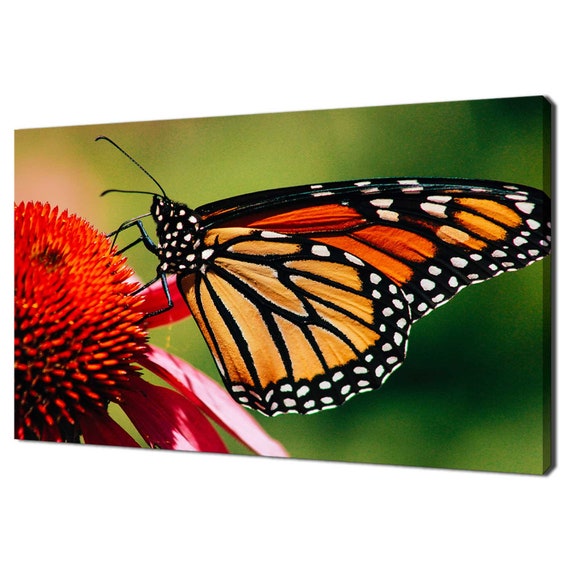 Beautiful Monarch Butterfly On Red Flower Modern Design Home Decor Print Wall Art Ready To Hang