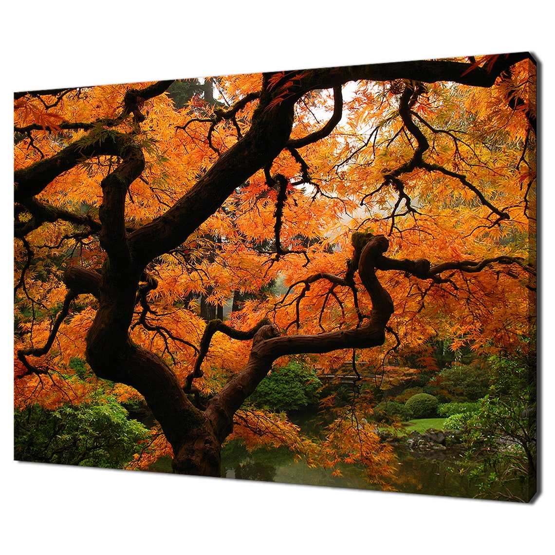Glowing Orange Maple Tree Japanese Garden Autumn Canopy Zen Poster