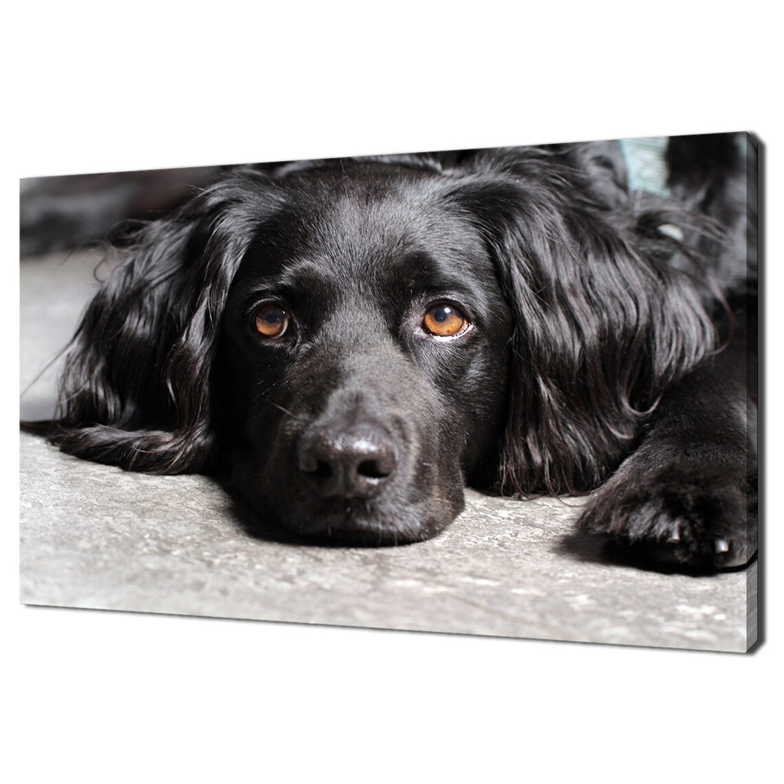 Beautiful Black Spaniel Dog Lying Down Soulful Eyes Portrait Poster