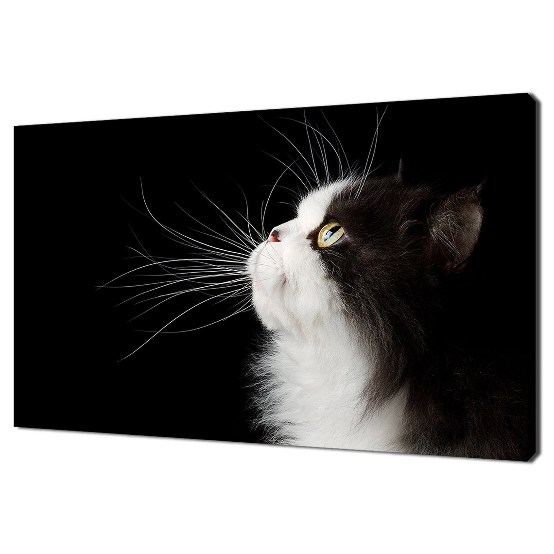 Black And White Cat Profile Golden Eye Dramatic Feline Portrait Poster