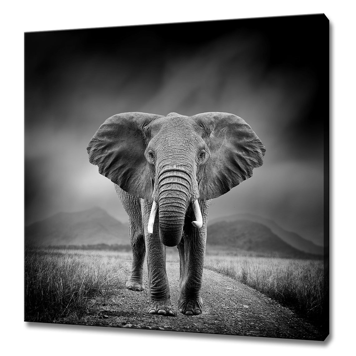 Dramatic Black And White Elephant Walking Savannah Safari Wall Art