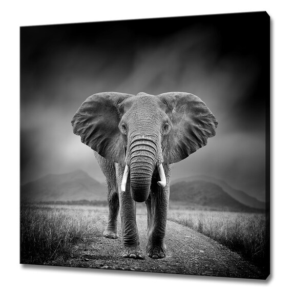 Dramatic Black And White Elephant Walking Savannah Safari Wall Art