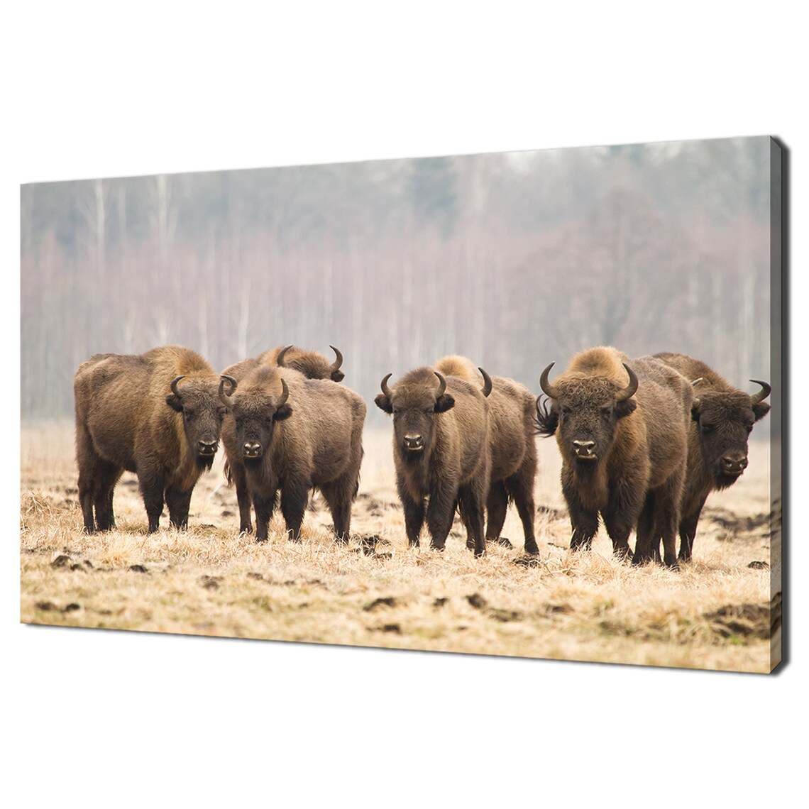 European Bisons, Bialowieza Forest Poland Art Print