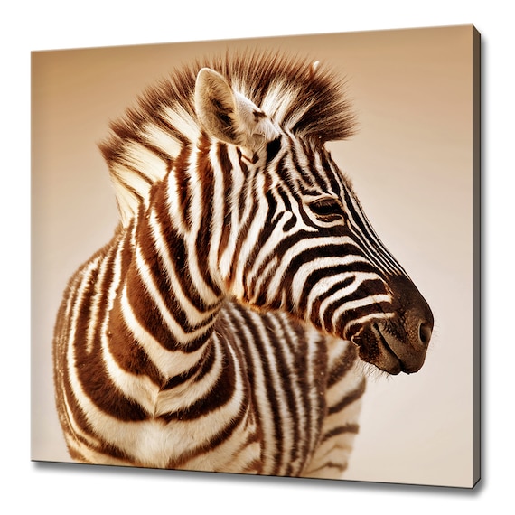 Baby Zebra Portrait Close Up Sweet Striped Foal African Wildlife Art Poster