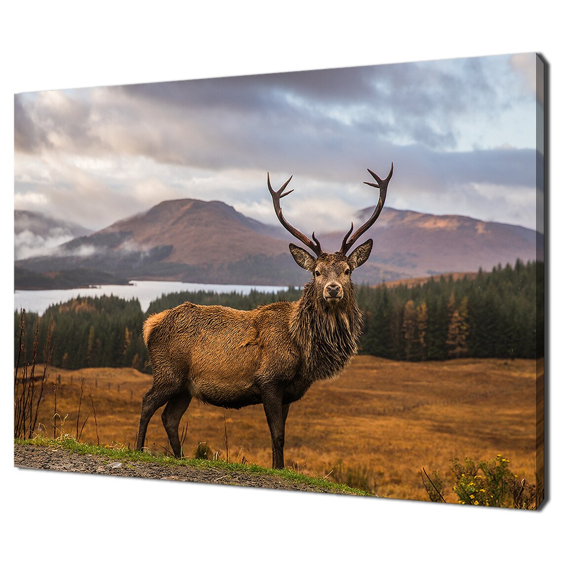 Scottish Stag Deer in Autumn Mountains, Modern Art Print