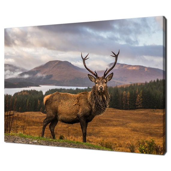 Scottish Stag Deer in Autumn Mountains, Modern Art Print