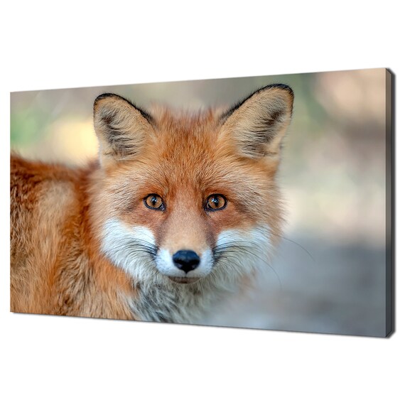 Red Fox Close-Up Portrait Amber Eyes Wild Woodland Animal Photo Poster