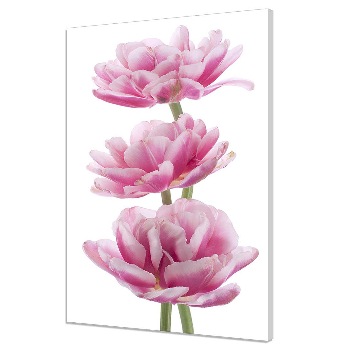 Three Pink Tulip Blooms Minimalist Elegant Floral Spring Poster