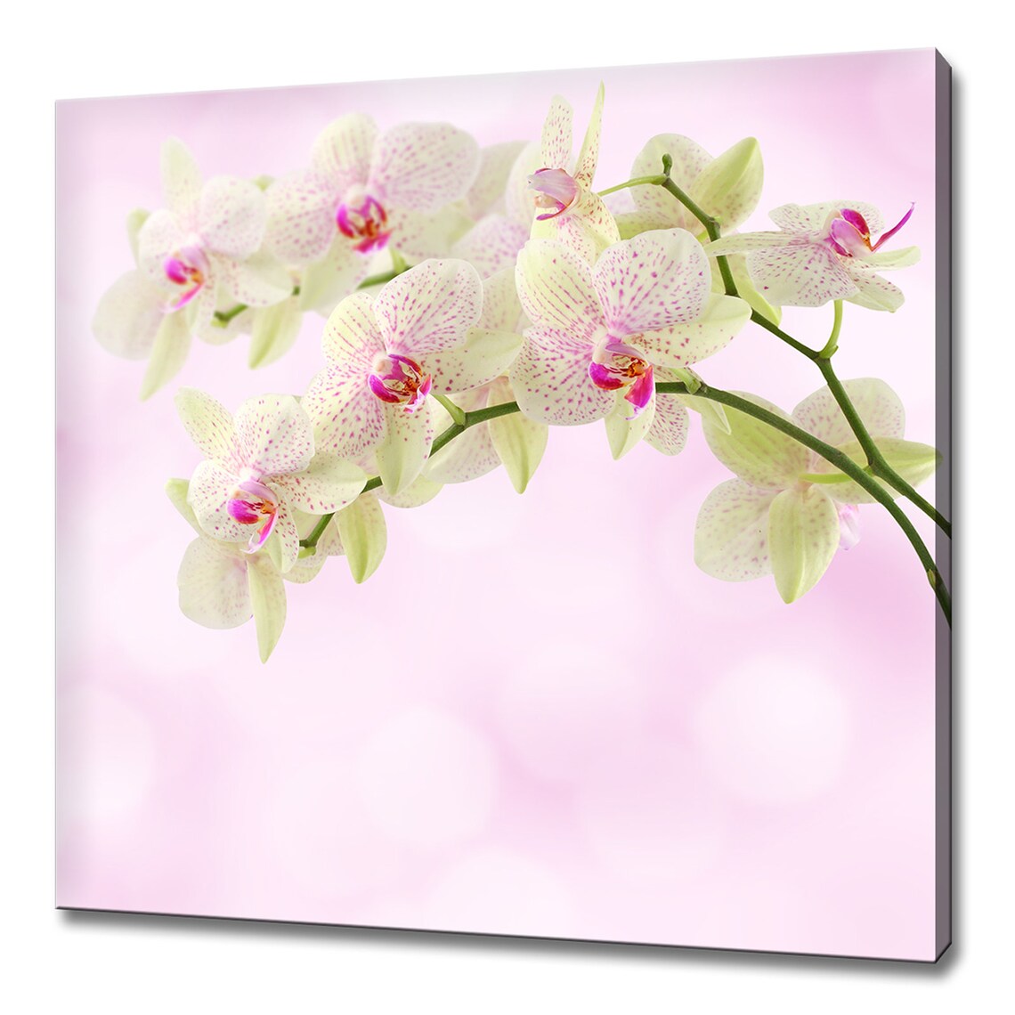 White Orchid Flowers Pink Blossom Soft Romantic Floral Wall Poster