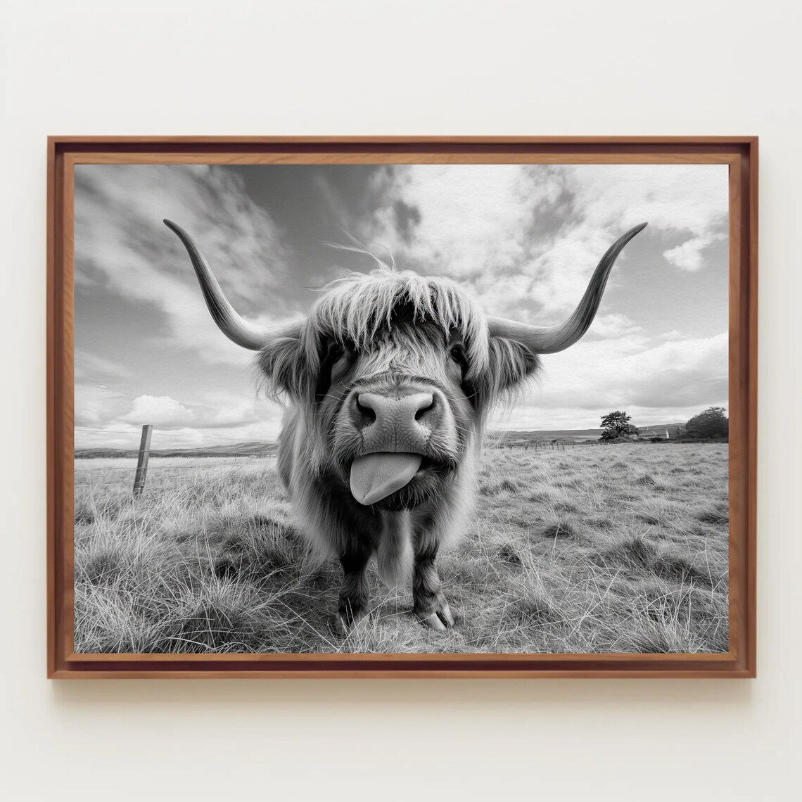 Funny Highland Cow Sticking Tongue Out Black White Farm Poster