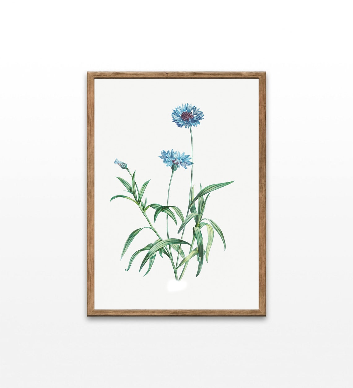 Blue Cornflower Botanical Illustration Vintage Flower Art Print