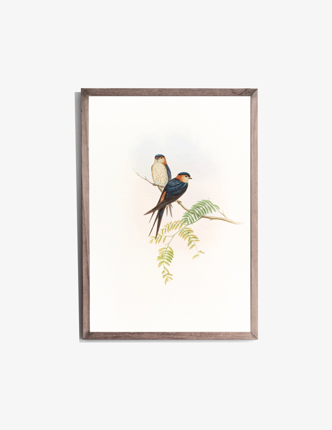 Pair Swallows Red Throats Vintage Ornithology Bird Illustration Poster - Image 2