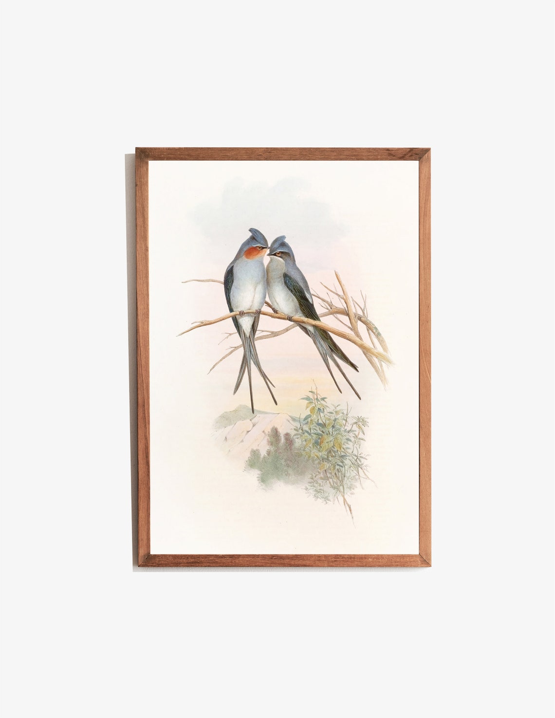 Crested Tree Swifts Perched on Branch Vintage Bird Illustration Print - Image 3