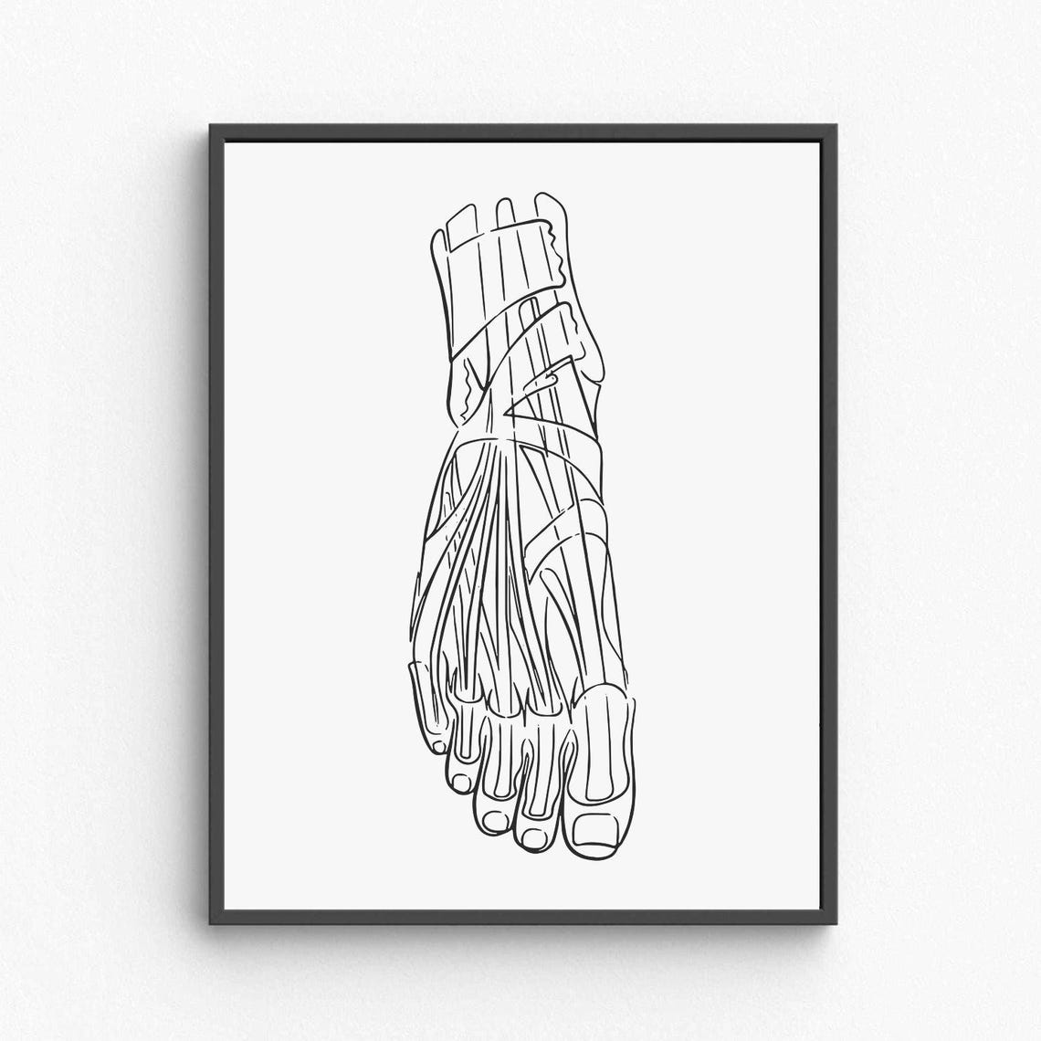 Foot Anatomy Line Art Medical Illustration Bone Muscle Poster