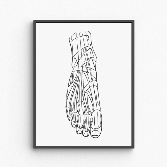 Foot Anatomy Line Art Medical Illustration Bone Muscle Poster