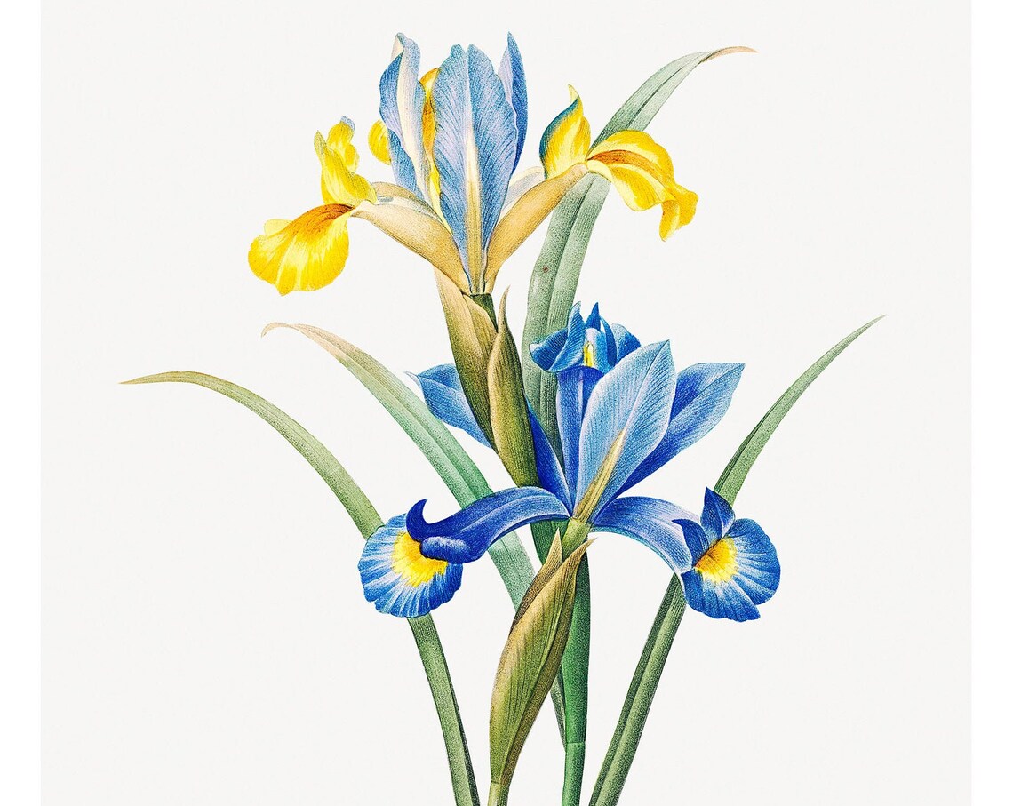 Iris Vintage Lithograph From 1833 Art Print