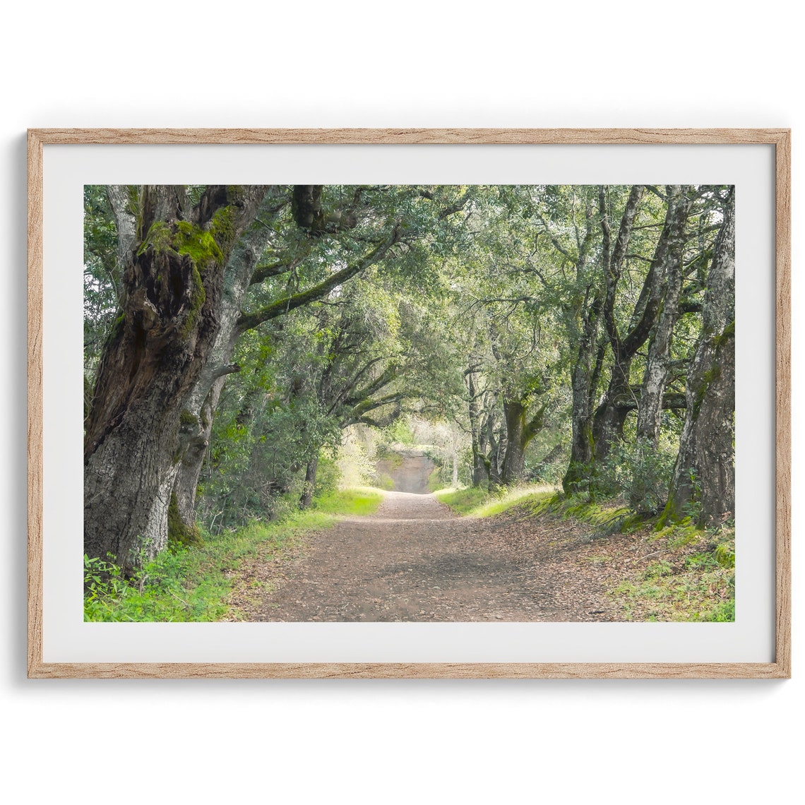 Oak Tree Tunnel Woodland Path Moss Dappled Light Forest Walk Poster