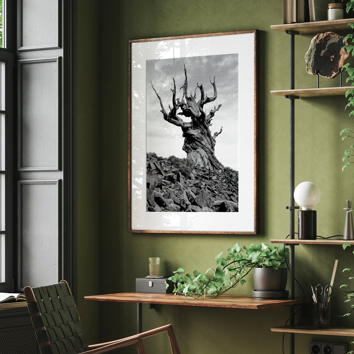 Ancient Bristlecone Pine Tree Black and White Art Print - Image 5