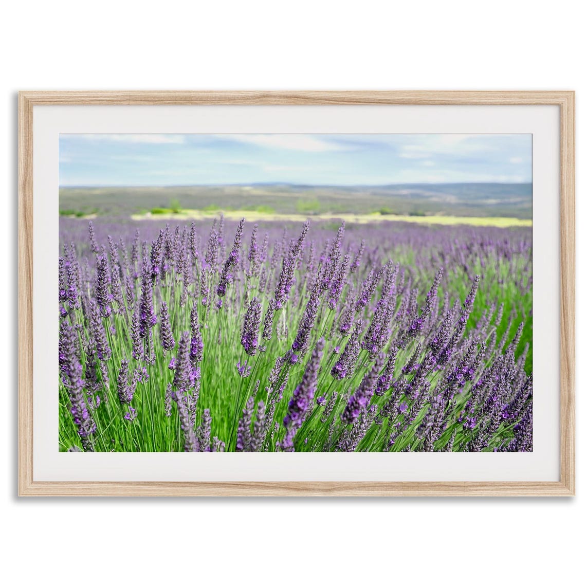 Lavender Field Purple Blooms Rows Countryside Summer Wall Art Poster
