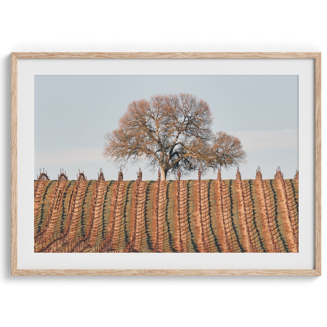 California Wine Country Vineyard Rows Lone Tree Golden Light Poster