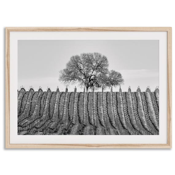 Vineyard Rows Black and White Landscape Art Print