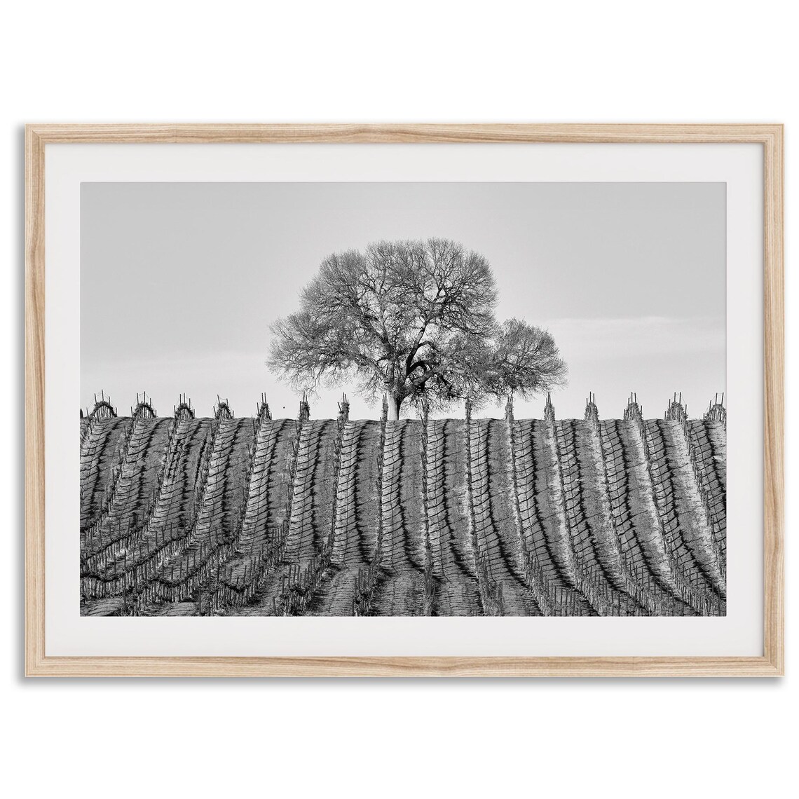 Vineyard Rows Black and White Landscape Art Print