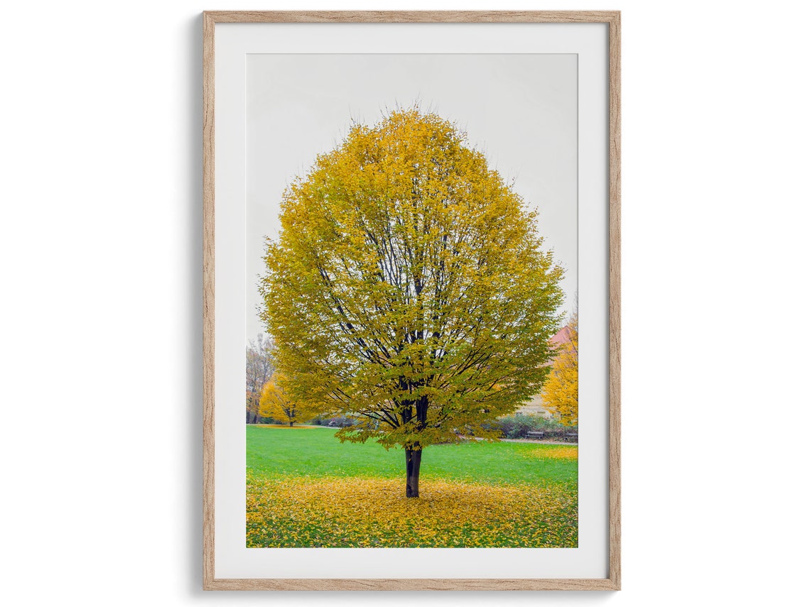 Golden Autumn Tree In Park Fall Foliage Carpet Serene Nature Poster