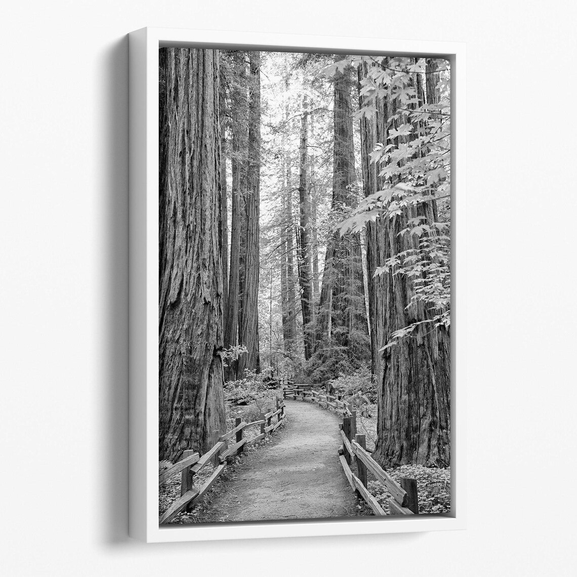 Redwood Pathway Black and White Art Print, California - Image 2