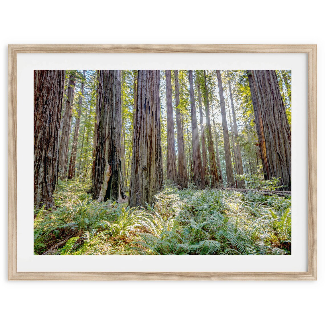 California Forest Photography Art Print, Trees and Woods - Image 2