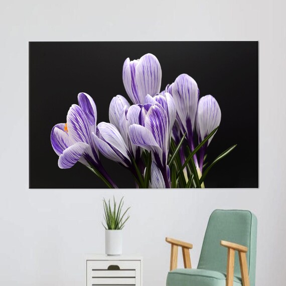 Purple White Crocus Flowers Blooming on Black Floral Photography Print