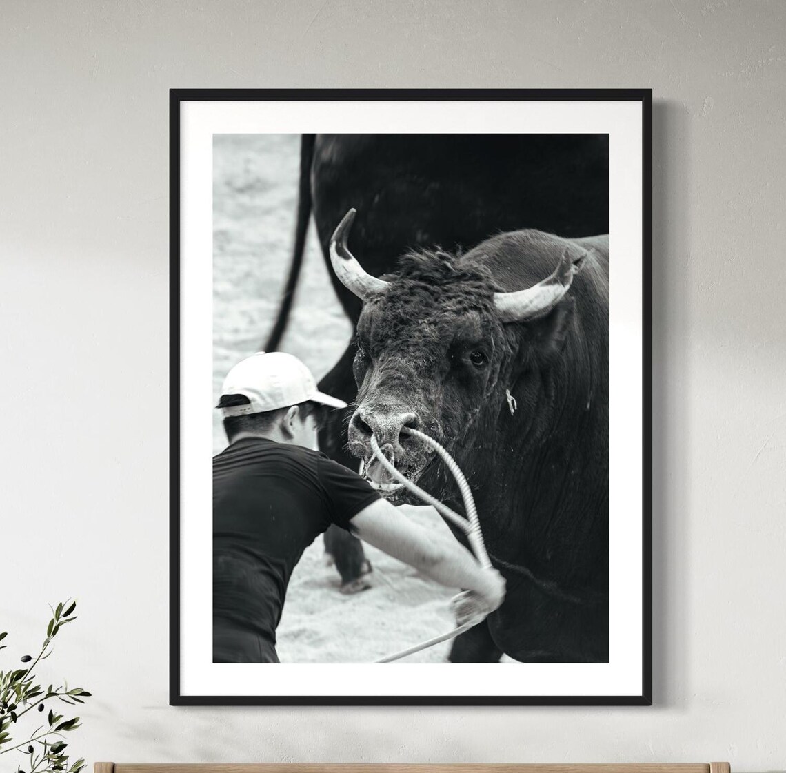 Okinawa Bullfighting Black And White Sports Photography Art Poster